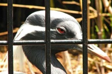 image of crane