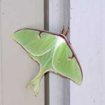 image of moth #11