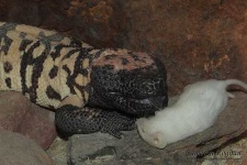 image of gila_monster