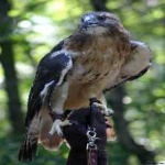 image of bird