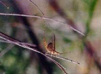 image of mayfly