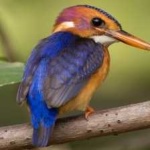 image of bird