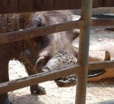 image of warthog #10