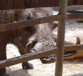 image of warthog