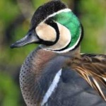 image of teal_duck #21