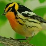 image of bird