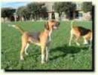 image of english_foxhound