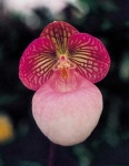 image of hard_leaved_pocket_orchid #40