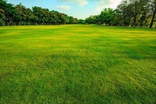 image of grass