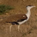 image of bird