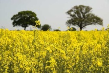 image of rapeseed