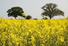 image of rapeseed #10