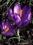 image of flower
