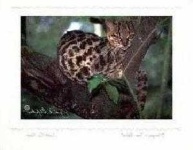 image of animal