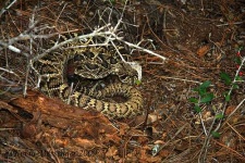 image of diamondback #21