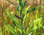 image of grasshopper