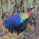 image of bird