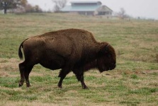 image of bison