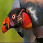 image of bird