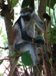 image of colobus #28