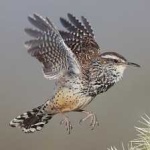 image of bird
