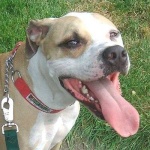 image of american_staffordshire_terrier