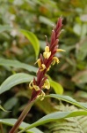 image of flower