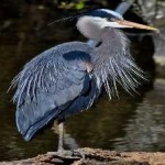 image of blue_heron #34