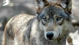 image of wolf #47