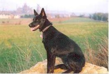 image of kelpie