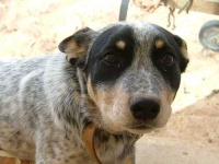 image of animal