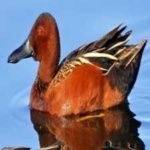 image of teal_duck #32