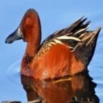 image of bird