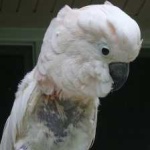image of bird