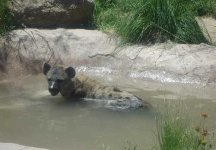 image of hyena