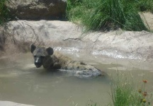 image of hyena #24