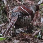 image of bird
