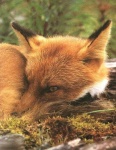 image of red_fox
