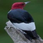 image of red_headed_woodpecker #3