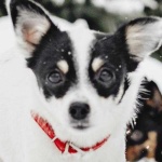 image of animal