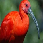 image of bird