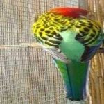 image of bird