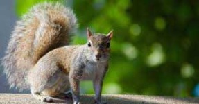 image of animal