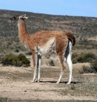 image of alpaca #3