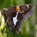 image of animal