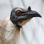 image of bird