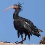 image of bird