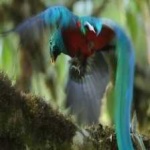 image of bird