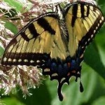 image of animal