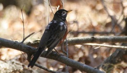 image of robin